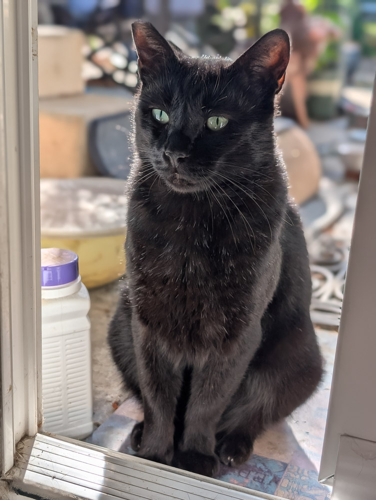 Mistoffelees, a black community cat