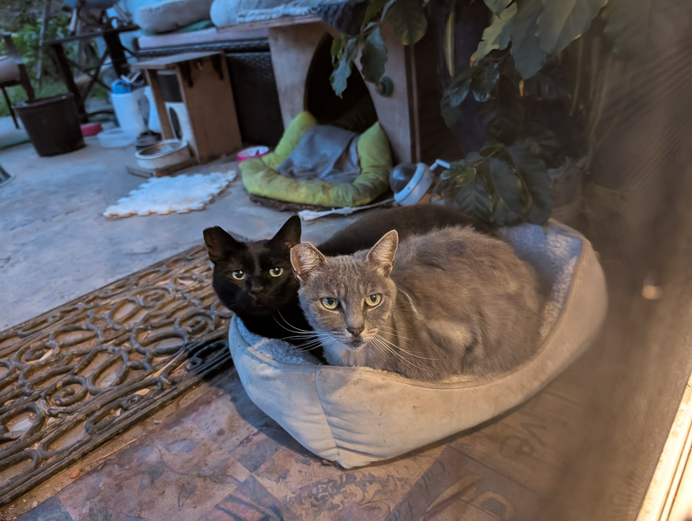 Mistoffelees and Kitters sleeping curled up together