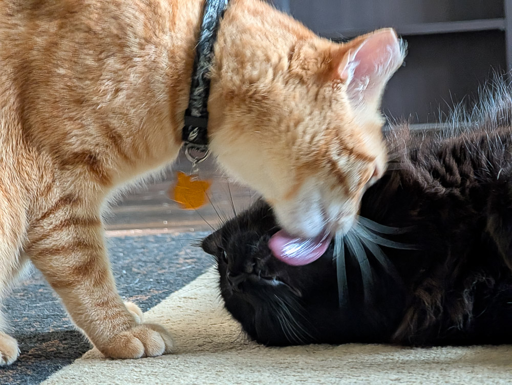 Poe and Travis playing together