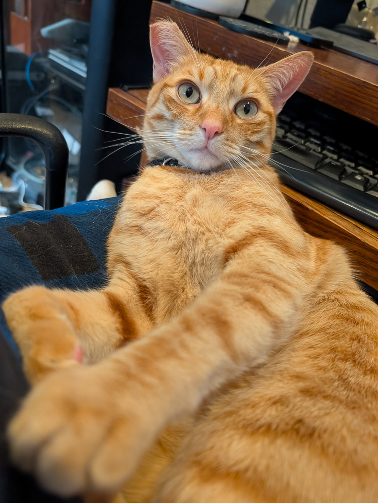 Travis the cat sitting on Robby's lap while he codes